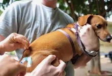 Campanha de vacinação contra a raiva para cães e gatos acontece nesta sexta-feira (2) em Paraguaçu Paulista. Confira os locais e horários de atendimento.
