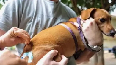 Campanha de vacinação contra a raiva para cães e gatos acontece nesta sexta-feira (2) em Paraguaçu Paulista. Confira os locais e horários de atendimento.