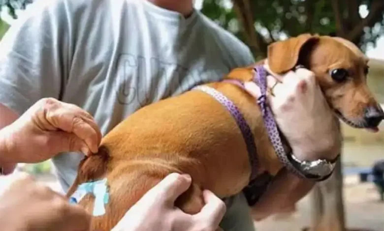 Campanha de vacinação contra a raiva para cães e gatos acontece nesta sexta-feira (2) em Paraguaçu Paulista. Confira os locais e horários de atendimento.