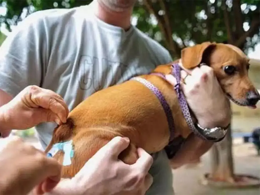 Campanha de vacinação contra a raiva para cães e gatos acontece nesta sexta-feira (2) em Paraguaçu Paulista. Confira os locais e horários de atendimento.