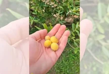 Descubra os principais benefícios da jabuticaba amarela para a saúde. Fruta é rica em vitamina C, antioxidantes e fortalece a imunidade.