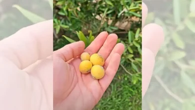 Descubra os principais benefícios da jabuticaba amarela para a saúde. Fruta é rica em vitamina C, antioxidantes e fortalece a imunidade.