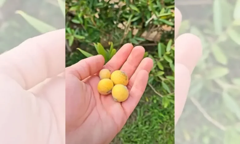 Descubra os principais benefícios da jabuticaba amarela para a saúde. Fruta é rica em vitamina C, antioxidantes e fortalece a imunidade.