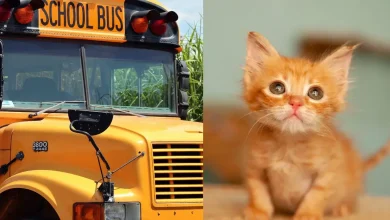 Confira os detalhes sobre a demissão de uma motorista de ônibus após um aluno resgatar um gato à beira da estrada. Uma história que repercutiu.