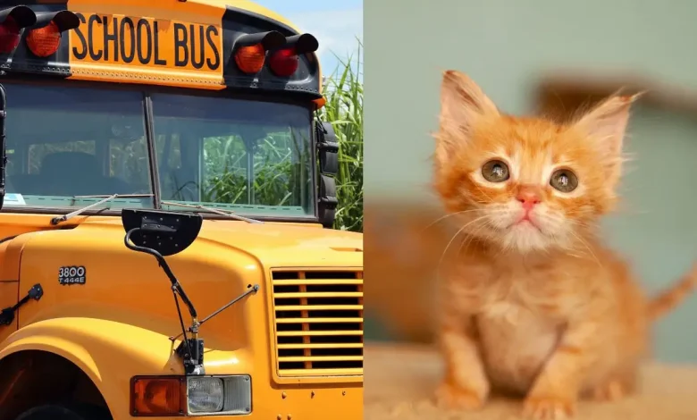 Confira os detalhes sobre a demissão de uma motorista de ônibus após um aluno resgatar um gato à beira da estrada. Uma história que repercutiu.