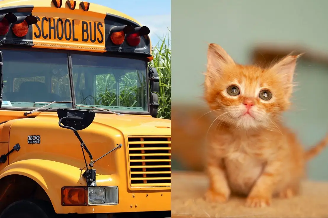 Motorista de ônibus perde o emprego após aluno resgatar gato 6 Confira os detalhes sobre a demissão de uma motorista de ônibus após um aluno resgatar um gato à beira da estrada. Uma história que repercutiu.