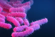 Estudos recentes alertam para o avanço de bactérias causadoras de diarreia transmitida sexualmente altamente resistentes a antibióticos. Confira detalhes.